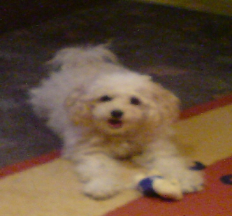 01-bella-2007.